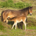 Exmoor Pony Mare and Foal