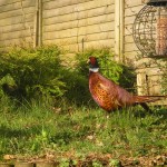 Pheasant at Winsbere